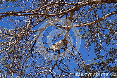 Yellow-spotted rock hyrax or Heterohyrax brucei on Acacia tree Stock Photo