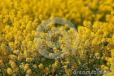 Yellow spring Stock Photo