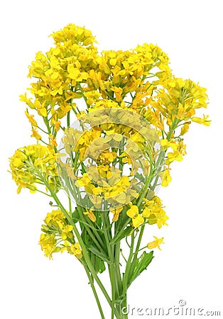 Yellow spring April flowers of the wild uncultivated forest pl Stock Photo