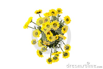 Yellow spring flower Stock Photo