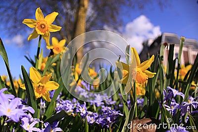 Yellow spring flowers