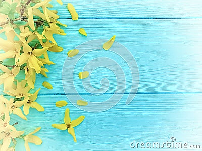 Yellow spring flowers border seasonal on blue wooden background Stock Photo