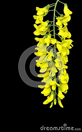 Yellow Spring flowers of a Laburnum tree against a black background. Canvas art Stock Photo