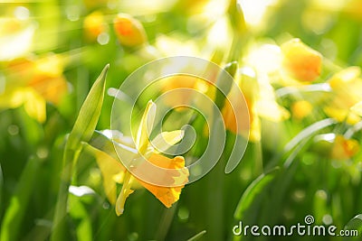 Yellow spring flowers narcissus daffodils with bright sunbeams Stock Photo