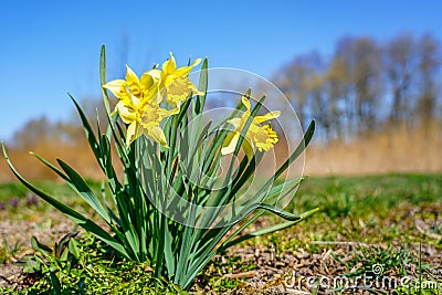 Yellow spring flowers of narcissus daffodils on sunshine meadow Stock Photo