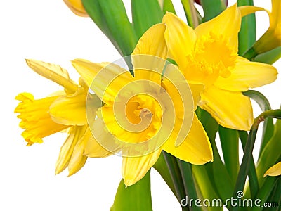 Yellow spring narcissus Stock Photo