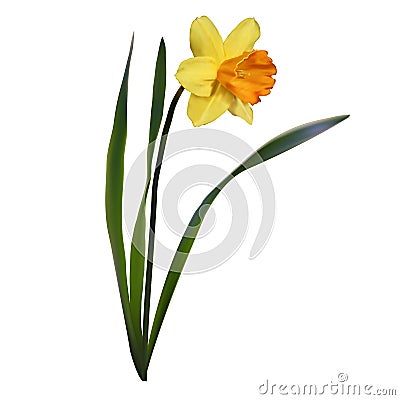 Yellow spring narcisuss Cartoon Illustration