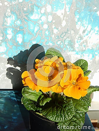 yellow spring primrose on gray turquoise background, copy space Stock Photo