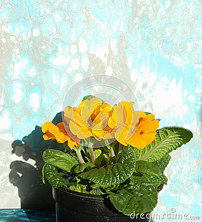 yellow spring primrose on gray turquoise background, copy space Stock Photo