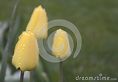 Yellow spring tulips Stock Photo