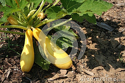 Yellow Squash Stock Photo