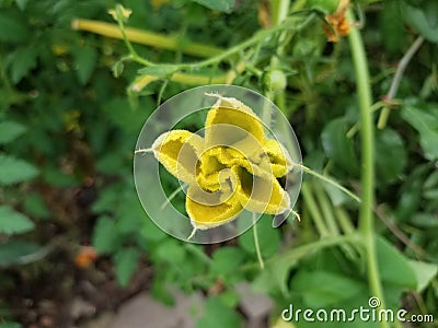 Yellow Squish Flower Stock Photo