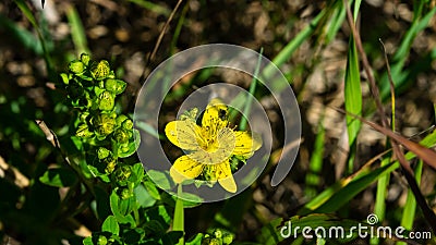 Yellow St. John`s Wort or Hypericum perforatum blossom close-up, selective focus, shallow DOF Stock Photo