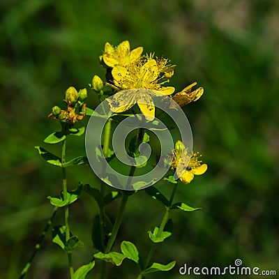 Yellow St. John`s Wort or Hypericum perforatum blossom close-up, selective focus, shallow DOF Stock Photo