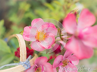 Yellow Stamens of The Pink Ramble Rose Stock Photo