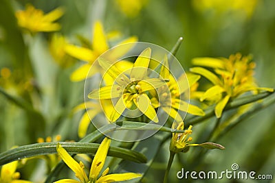 Yellow star of bethlehem Stock Photo