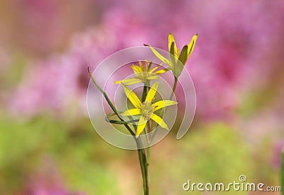 The Yellow Star-of-Bethlehem flower, Gagea lutea Stock Photo