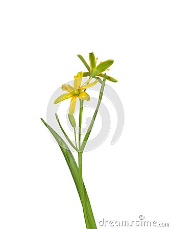 Yellow Star-of-Bethlehem (Gagea lutea) Stock Photo