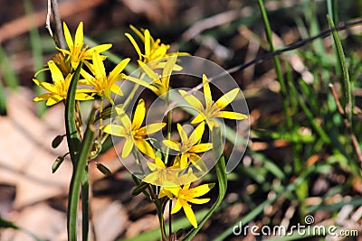 Yellow star of Bethlehem Gagea lutea early spring flower, a flowering plant in the family Liliaceae, a bulb-forming perennial Stock Photo