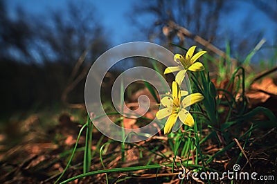 Yellow Star Of Bethlehem, Gagea Lutea Stock Photo