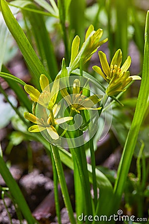 Yellow star of Bethlehem Gagea lutea flower on field. Stock Photo