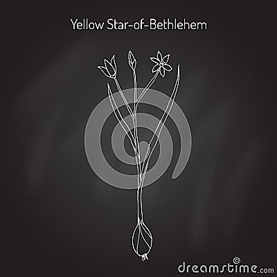 Yellow Star-of-Bethlehem Gagea lutea , flowering plant Vector Illustration
