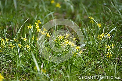 Yellow star of Bethlehem Gagea lutea group of flowers in the grass, the bulb forming perennial herb is blooming in early spring Stock Photo