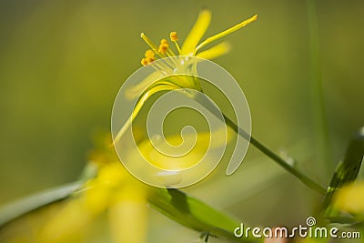 yellow star-of-Bethlehem, Weidegeelster, Gagea pratensis Stock Photo