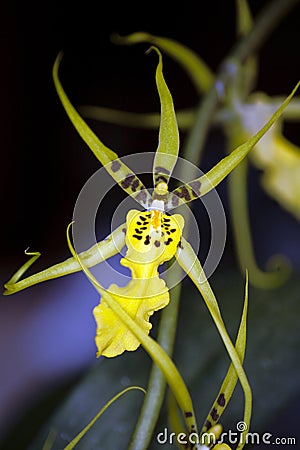 Yellow Star Orchid Stock Photo