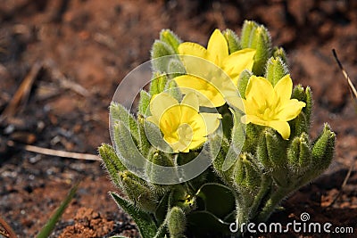 Yellow Star Plant Flower Blossoms Hypoxis hemerocallidea Stock Photo