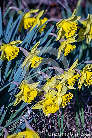 yellow star-shaped spring flowers that arise from their bulbs every year. Stock Photo