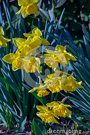 yellow star-shaped spring flowers that arise from their bulbs every year. Stock Photo