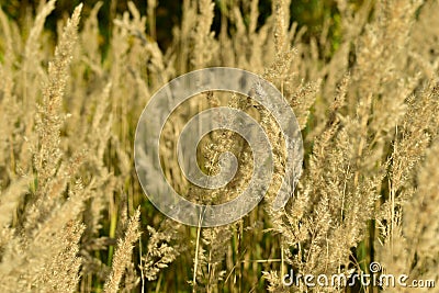 Yellow stems and flowers of autumn field grass. Stock Photo