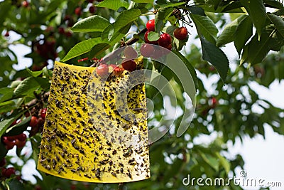 Yellow sticky fly paper in action Stock Photo