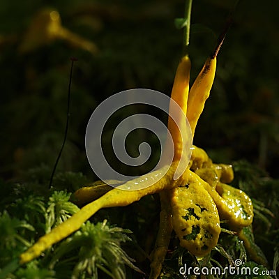 A yellow sticky plasmodium of a slime mold on moss Stock Photo