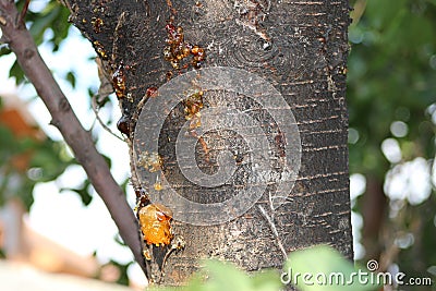 Yellow sticky resin on tree Stock Photo