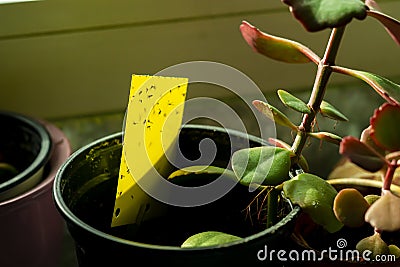Yellow sticky trap - Dark-winged fungus gnats Stock Photo