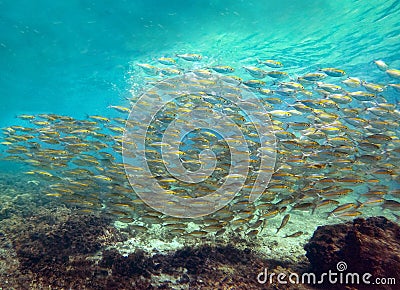 Yellow-stripe scad, Yellow-stripe trevally, Thinscaled trevally Stock Photo