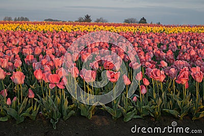 Yellow Stripe Tulip Flower Field Stock Photo