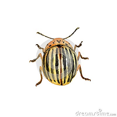 Yellow striped colorado potato beetle, agricultural pest insect, chrysomelidae Cartoon Illustration