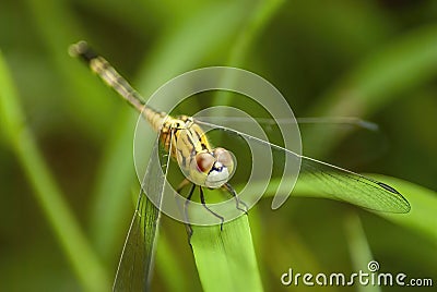 Yellow striped Dragonfly Stock Photo