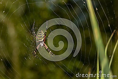 Yellow striped spider outside in green nature in her spider web. Argiope bruennichi also called zebra, tiger, silk ribbon, wasp Stock Photo
