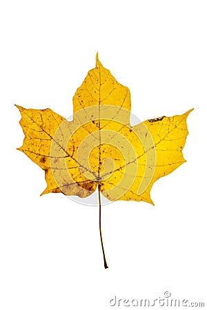 Yellow Sugar Maple Leaf Stock Photo