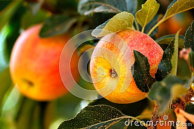 Yellow Summer Apples Stock Photo