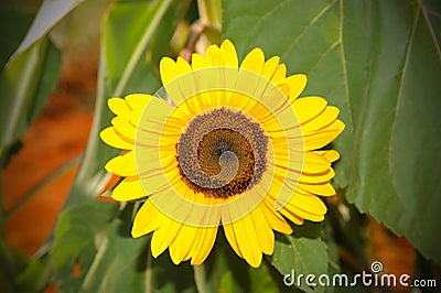 Yellow Sun flower in the blu sky with bee Stock Photo