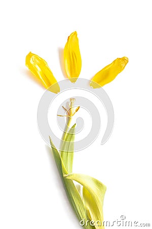 Yellow sun sign of petals isolated on white background. Reincarnation symbol. Spring Wilted tulip decorative design Stock Photo