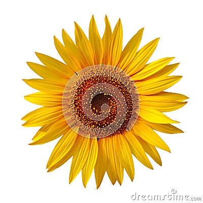 Yellow sunflower Stock Photo