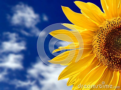 Yellow sunflower against blue sky Stock Photo