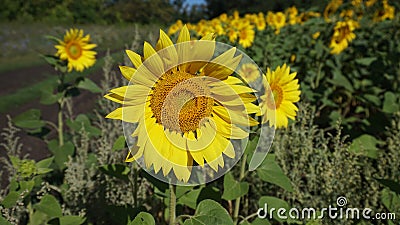 Yellow sunflower Stock Photo