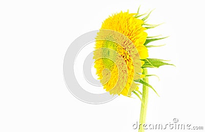 Yellow sunflower close up with sepals Stock Photo